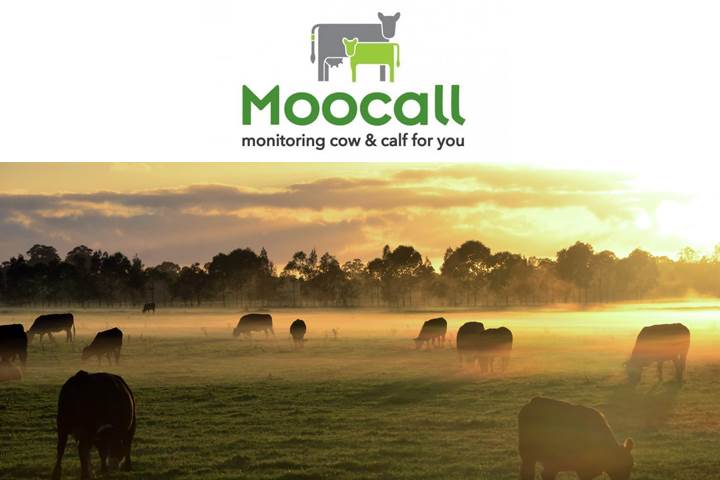Moocall - accurately predict when your cow is going to calf