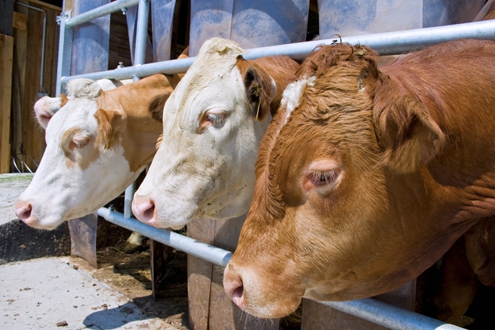 Learn how Anglia Quality Meats can help you with Livestock Analysis