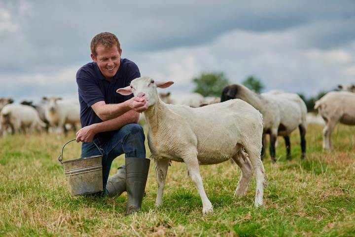 Learn how Anglia Quality Meats can help you with Livestock Analysis