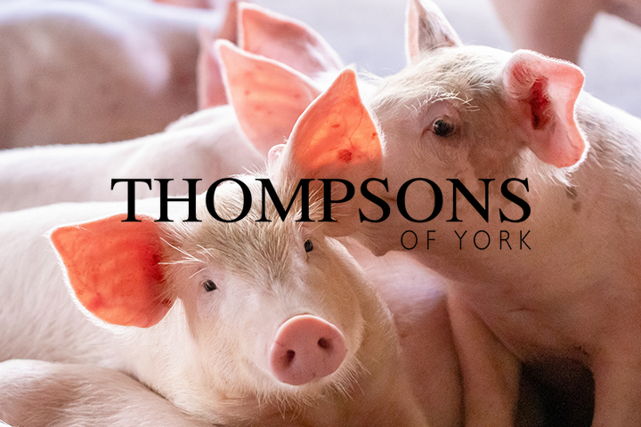 Thompsons of York Partnership Side Image Pigs