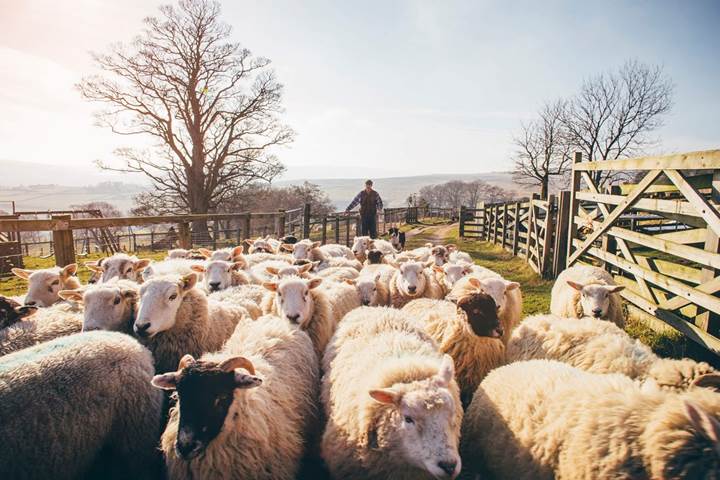 livestock-sales