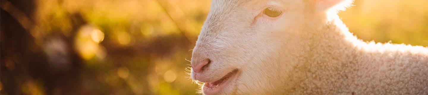 Image of Sheep for Countryside Productivity Small Grants Header