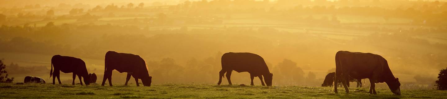 Thompsons of York Partnership Header Cows in field